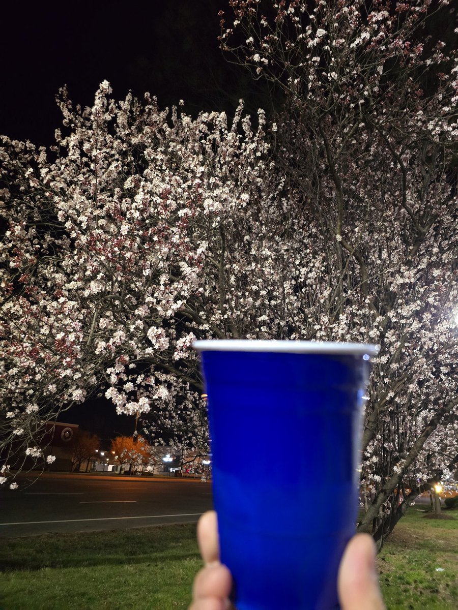 keisuke_fine's tweet photo. 一足お先にアメリカでお花見を
お先に失礼します。
#hanabieworldtour2025 https://t.co/LHH7LOo6co