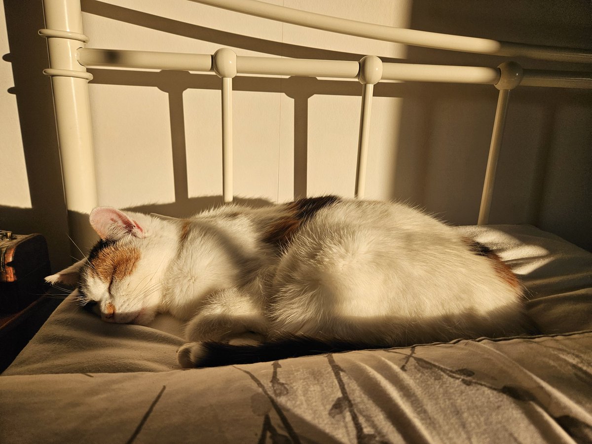 Sunbathing on my pillow after her second breakfast!