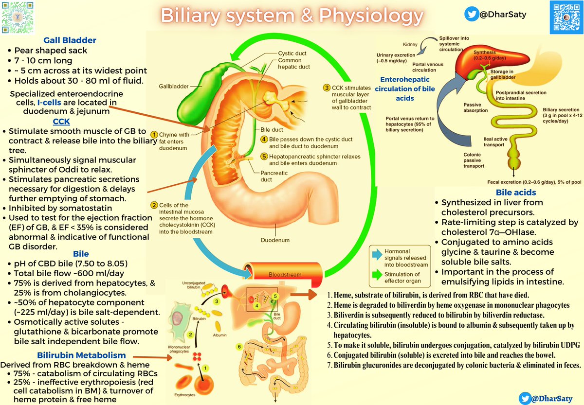 Biliary system &amp; Physiology

Deep in your abdomen, the biliary system works like an efficient backstage crew, managing digestion without much fanfare. The liver, ever the workaholic, churns out half a liter of bile daily, packed with everything needed to break down fats. It hands