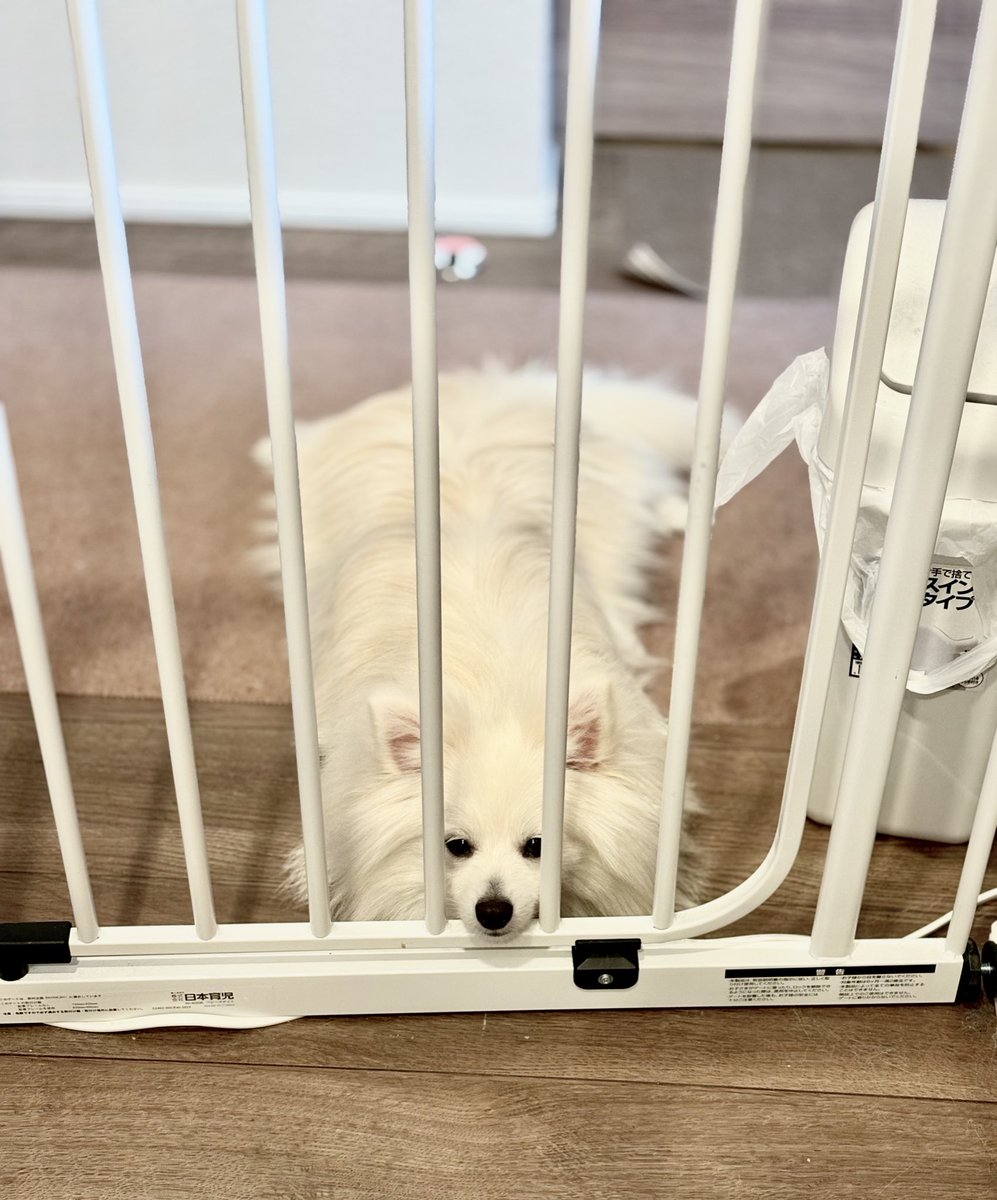 台所に入れず毛皮マットになるｲｰﾇ

#犬好きさんと繋がりたい
#ポメラニアン
#デカポメ
#5.6キロになりました