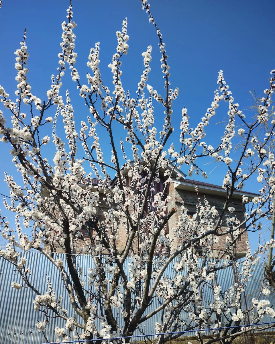 USMANWANI786's tweet photo. THE FIRST BLOSSOM 🌼 OF THIS SPRING 🌼 

Shot:@motorolain
@motorolaindia

@photo_by_usman

#apricot #spring https://t.co/NbFFCSKawn
