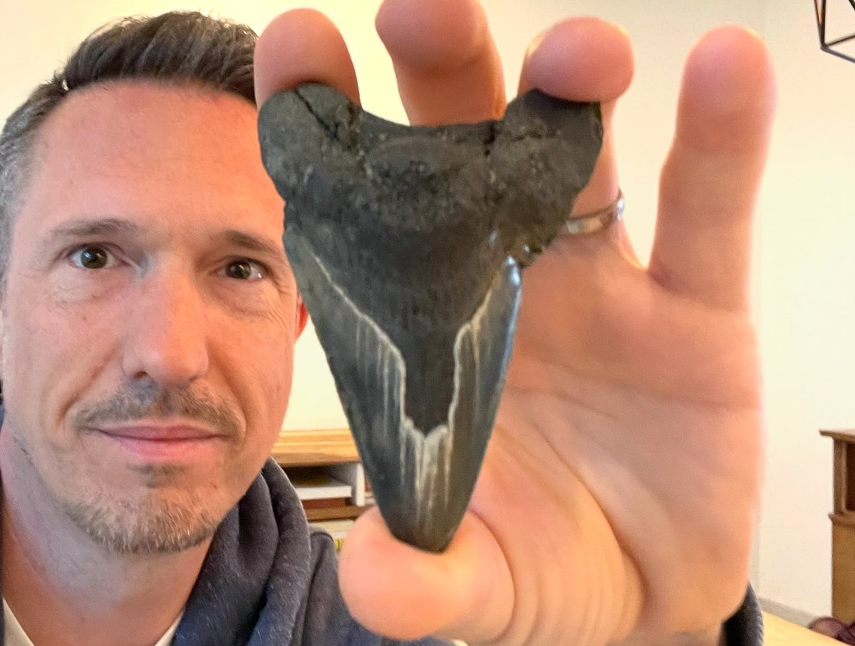 Fossieltweet's tweet photo. Over de megalodon aka ‘The Meg’ in de Gazet van Antwerpen 🤓 Opnieuw levert Antwerpen wereldnieuws op het vlak van de paleontologie. Antwerpen is een haaienkerkhof, een absolute hotspot van fossiele reuzenhaaien. https://t.co/KCmxrSMYoh