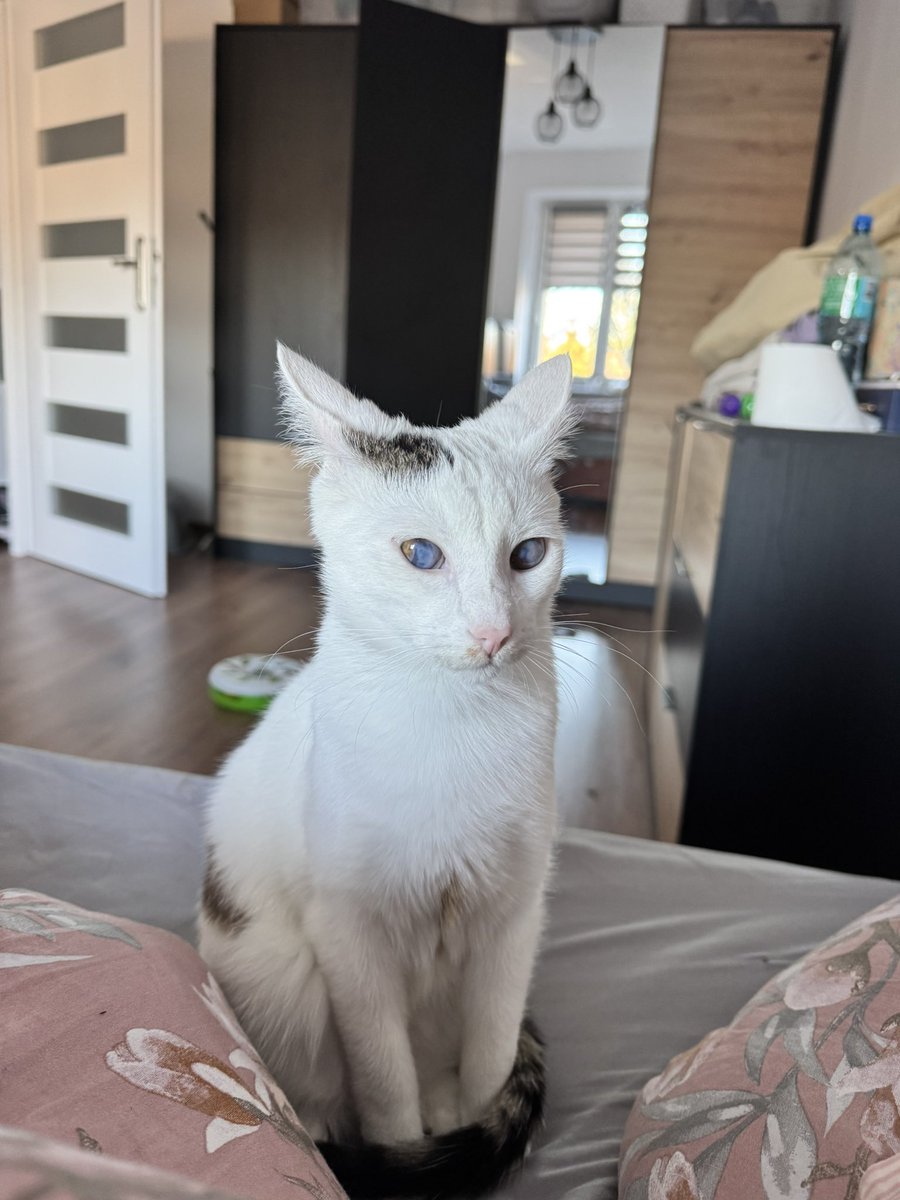 baddreams_2137's tweet image. Tato a czy ty możesz już wstać i zacząć się ze mną bawić? #kot