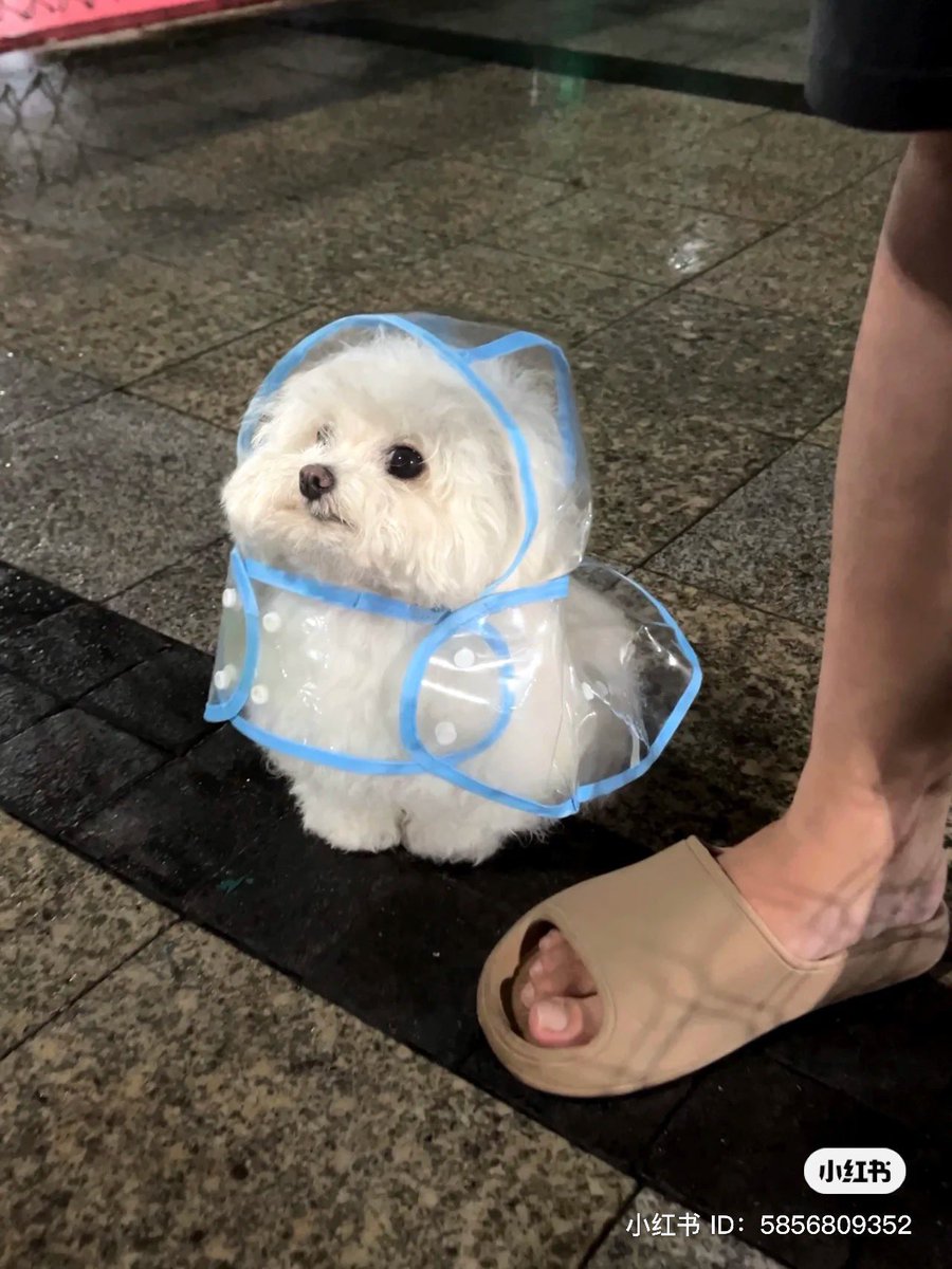 TnsProfits's tweet photo. @elonmusk Everyone's a winner if they buy into $Lily.   

10mil views, and same dev from the viral $Doug.   

dog memes have been trending. get a bag, thank yourself later.      

ca: AqKc6qxorXru7SKXV9ikUjv23DgqLAzTPqWWwEfEpump      

https://t.co/MnMkQmHwsj https://t.co/WQKn7JTCIH