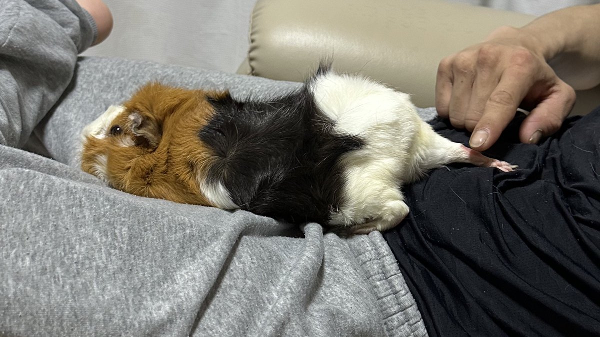 potemoru's tweet image. うさぎ坊やの後ろ足の爪切り1人でできた！
血が出るの怖くて3ミリくらい余ってるけど💦

最近全然モル小屋から出てこないから歳とって落ち着いたんかと思ったけど
抱っこして膝に乗せたらぺたーってリラックスしてくれて
うさ坊の勢いが苦手なだけで
本当はモルだって甘えたかったんだと反省した