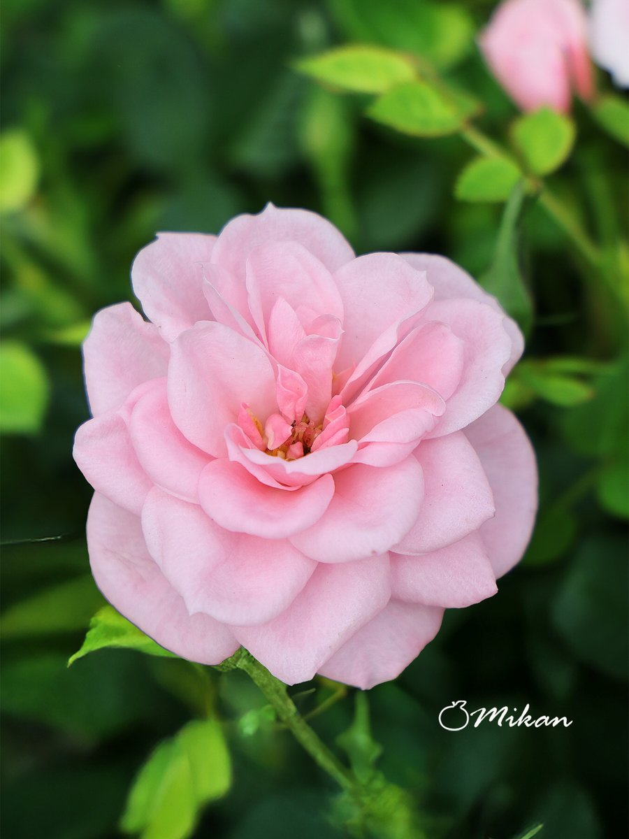 お疲れ様です☕️

寒いですね🥶❄️

夜も暖かくしてお過ごしください💜🍵

 本垢 🍊夏みかん🎀 @n1t2m322