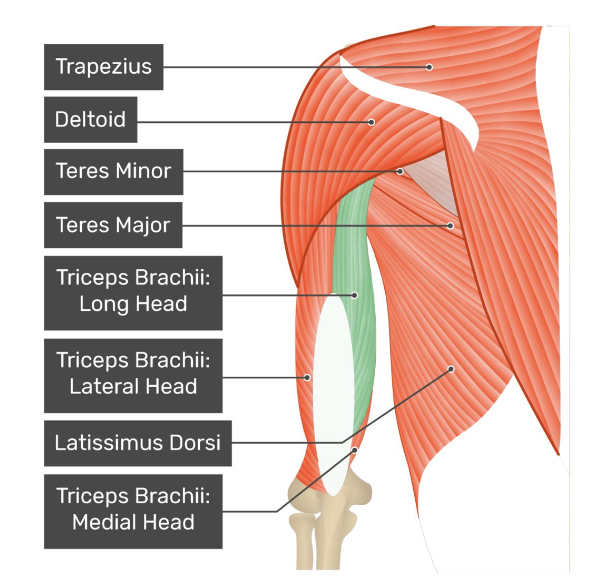 nischaybb's tweet photo. The triceps brachii is a three-headed arm muscle and the primary extensor of the elbow joint. It consists of a long head, a medial head, and a lateral head.

The long head of the triceps brachii descends between teres minor and major, dividing the wedge-shaped interval between them and the humerus into triangular and quadrangular spaces.