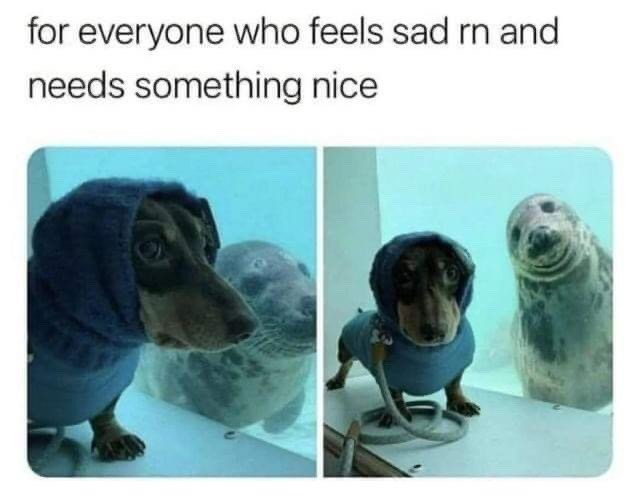 WholesomeMeme's tweet photo. https://t.co/CImjAGrTwu
