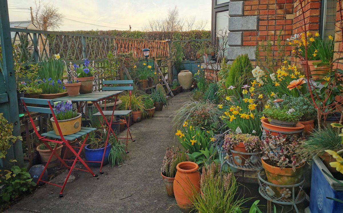 Morning everyone, view of the courtyard just after sun is up ☀️☀️ Have a lovely day there wherever it may take you 😊🌷🌾🌿🌱☕
#Gardening #OurCourtyard #PotPond #HortiHugh