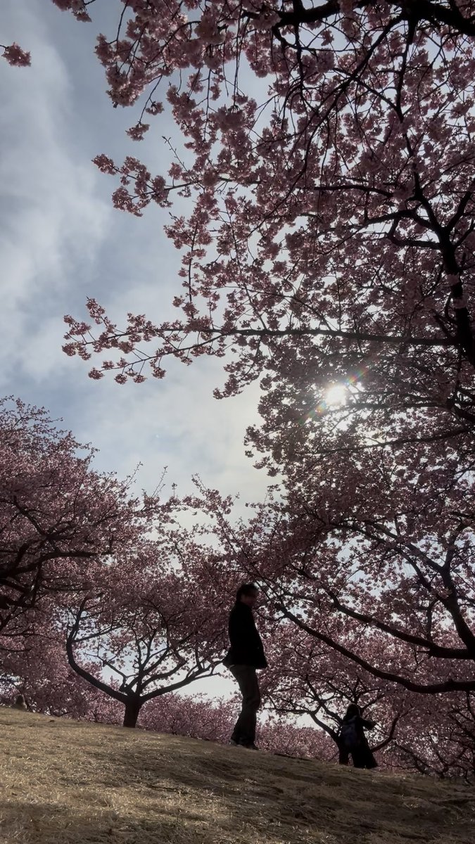 🌸綺麗だけど風強い