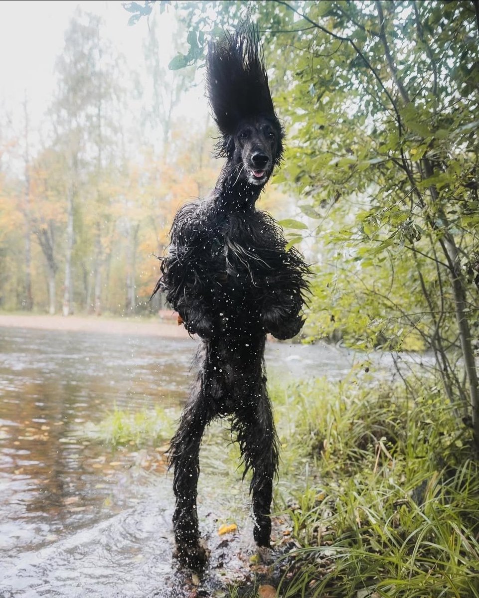 good morning to my fellow skinwalkers 😁