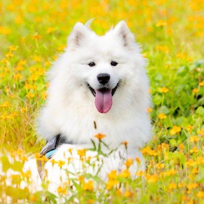 サモエドのソラン soran the samoyed (@samoedsoran) / X サモエドのソラン soran the samoyed (@samoedsoran) / X
