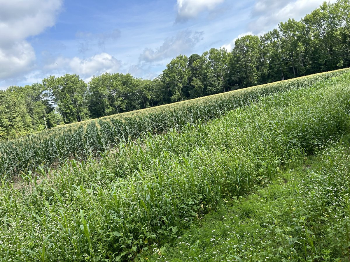 Samuel Bradshaw tweet media