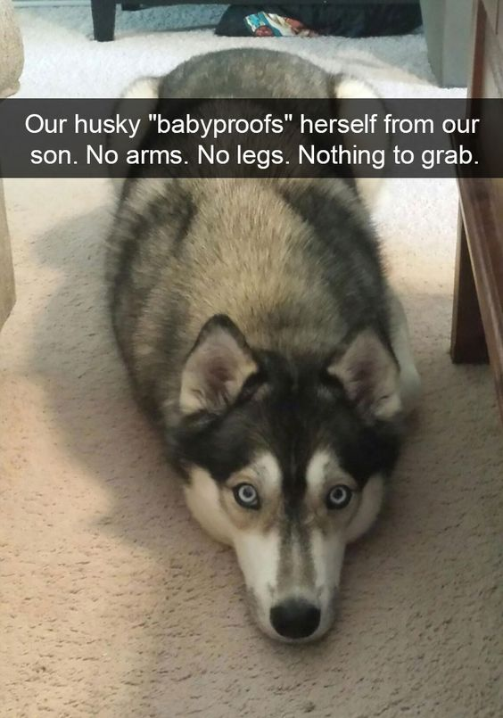 WholesomeMemes tweet media