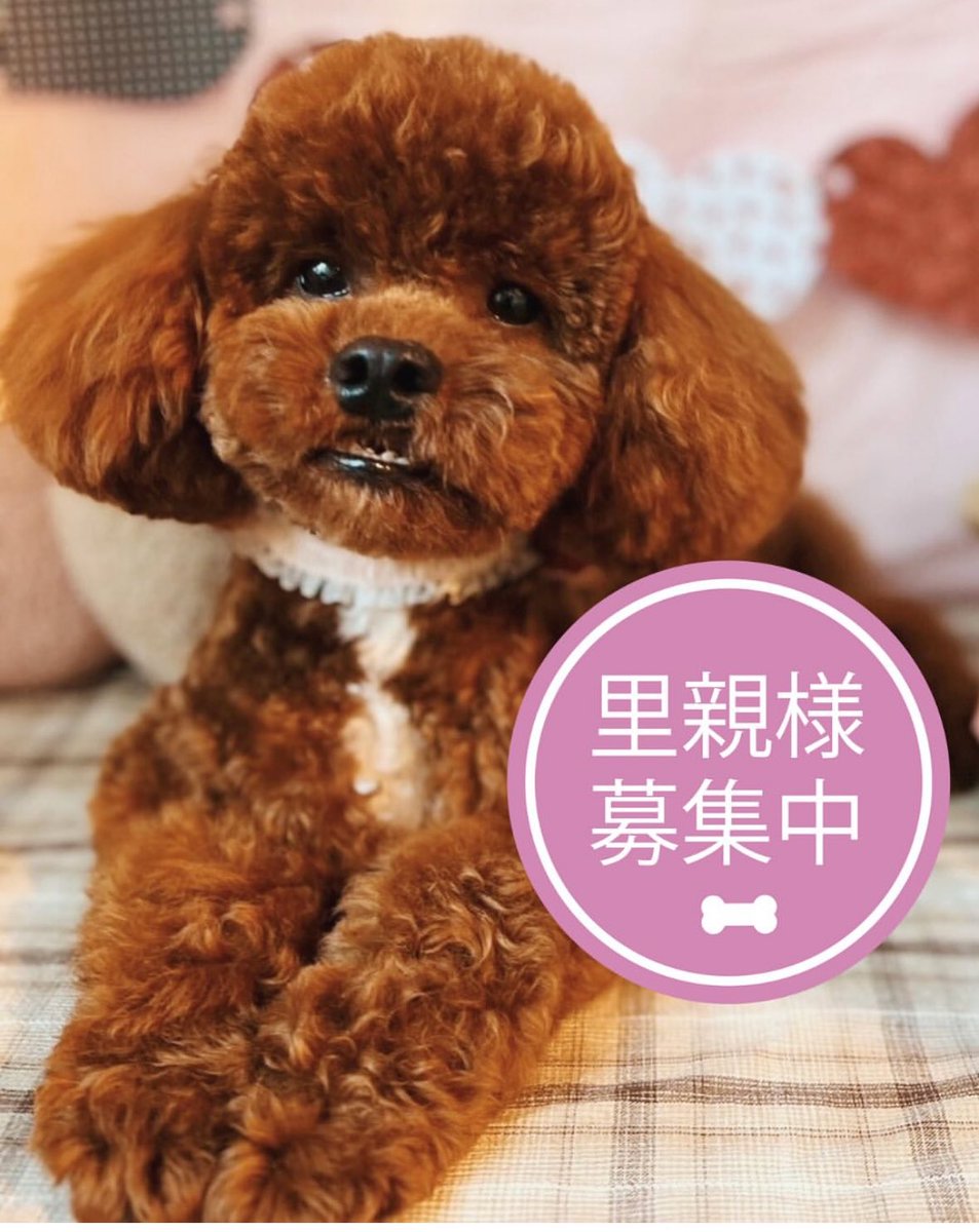 一般家庭から捨てられてしまった兄妹犬。
高齢夫婦が勢いでペットショップで購入し、避妊去勢もせずオスメスで飼育し、2頭共お世話ができなくなったとの事で持ち込まれた悲しい現実。
どんな人でもペットを手にすることができる日本。
この現状を変えていかない限り、殺処分はなくなりません😿
#保護犬