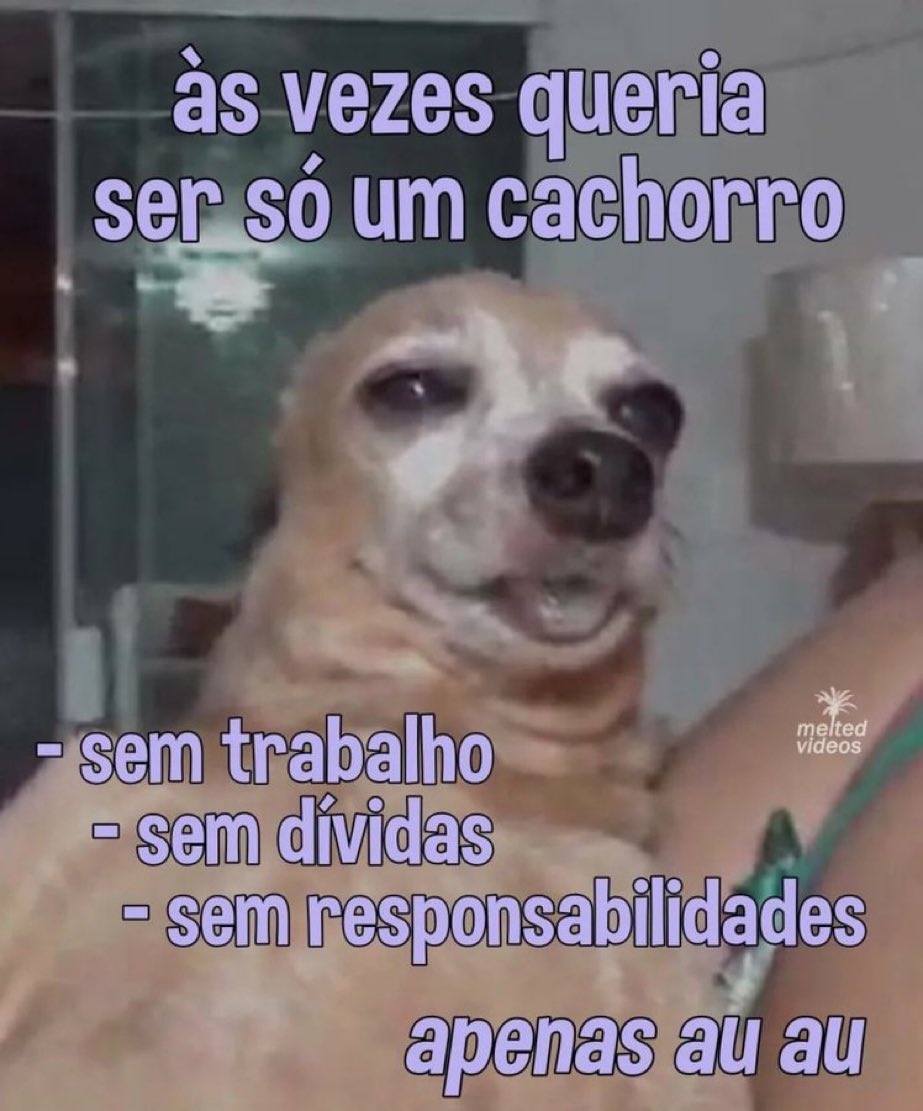 Todo Dia Cães (@tododiacaes) on Twitter photo 