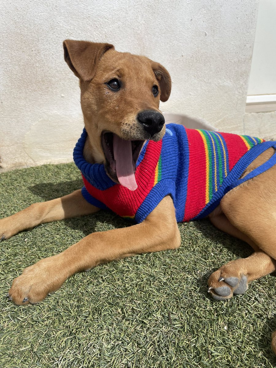 Rumba en adopción ❤️