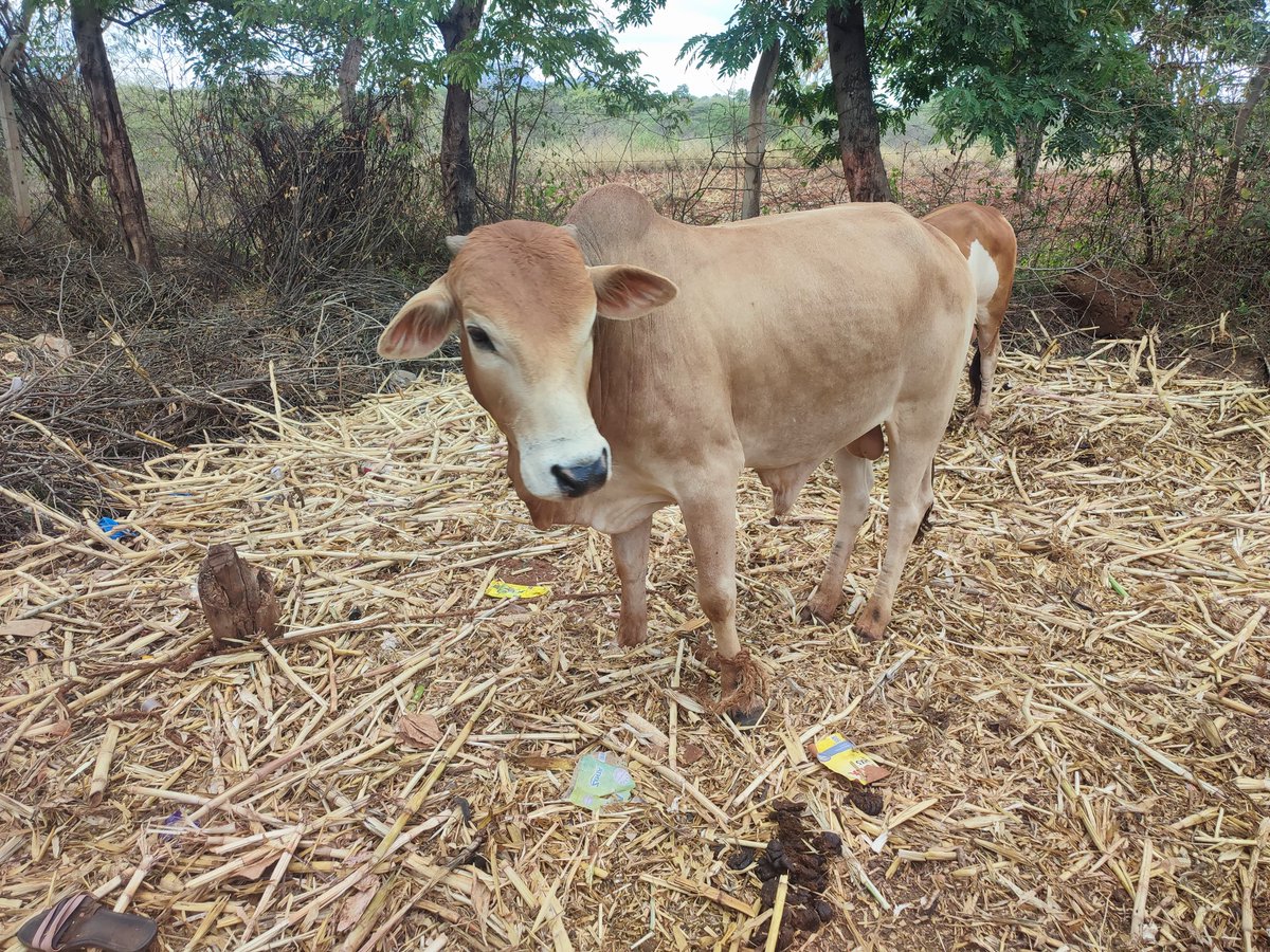 KoanKenya's tweet photo. 📍 PGS Assessment Update!
Our team led by Benard Maina assessed the Mukameni Organic Farmers Cluster SHG in Ndalani Ward, Machakos County for organic certification to strengthen their organic credibility. They specialize in cereals, pulses, indigenous livestock &amp; bee keeping. https://t.co/DcGPBRxUKc