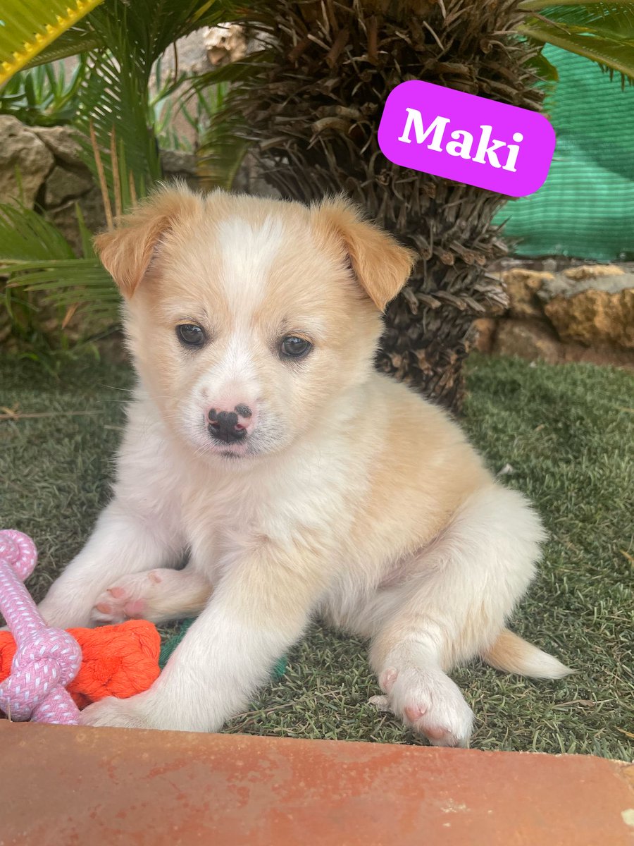 Estos pequeños ya están a salvo y deseando encontrar un hogar donde les den mucho amor 😻