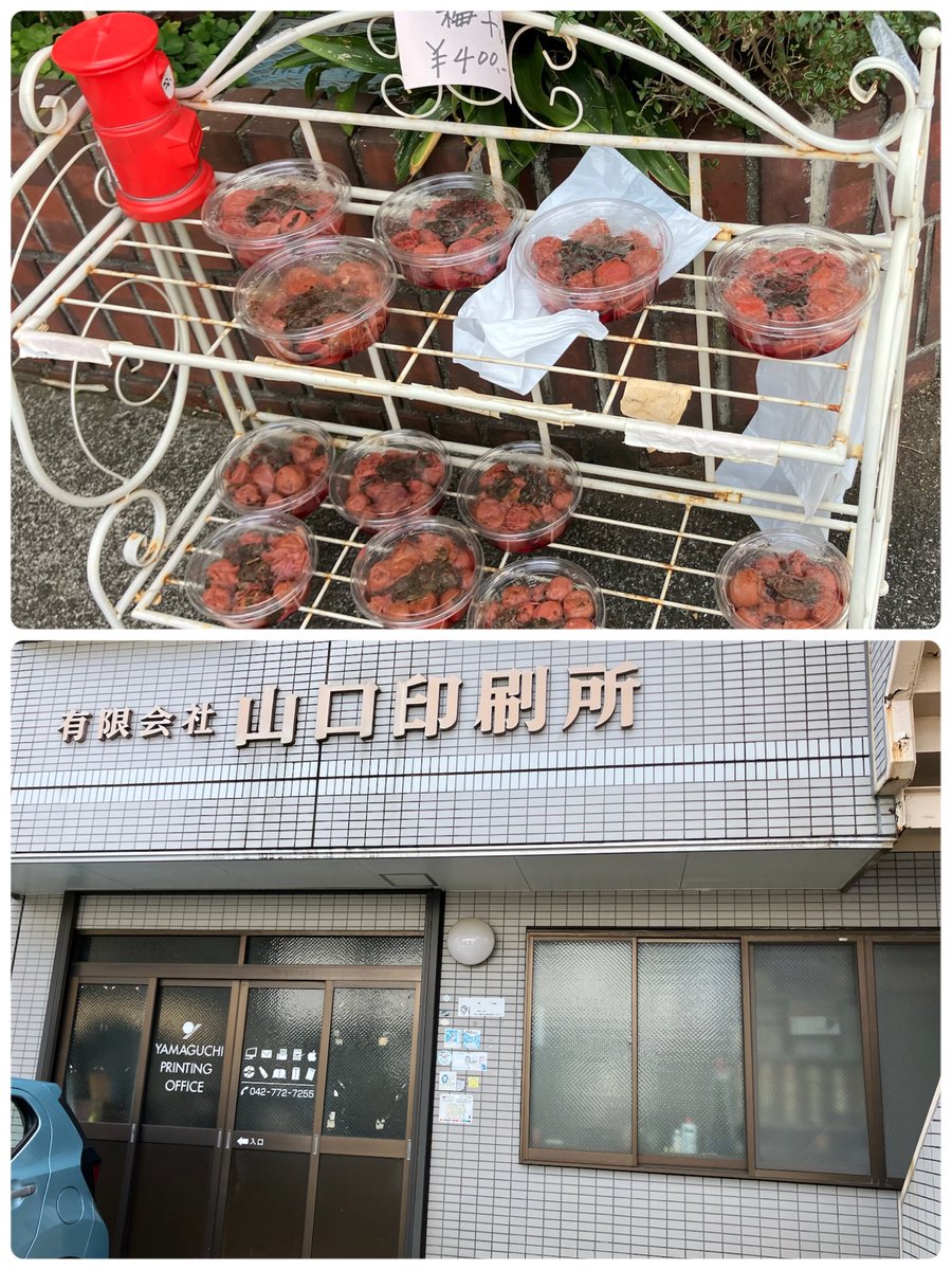 相模原のインフルエンサーさくら🌸 tweet media