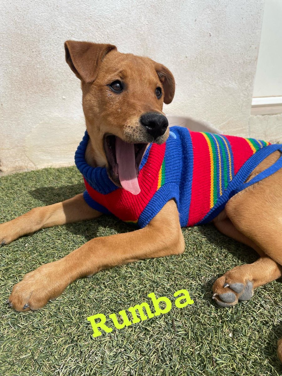 RUMBA  3 meses . Tranquila , juguetona y deseando encontrar su hogar definitivo ❤️
