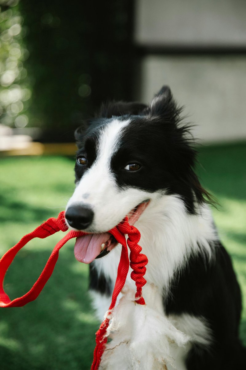 Dettsforpets's tweet image. House training your pup takes patience and consistency, but with the right approach, they’ll get it in no time!
✅ Create a Routine – Take your dog outside at the same times every day, like after meals, naps, or playtime.
#PottyTraining #DogTrainingTips #DettsForPets