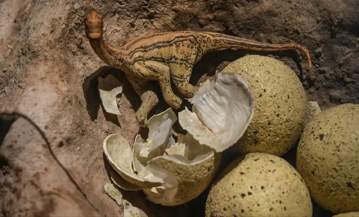 Did you know?
Not all dinosaurs laid the same kind of eggs. Some egg shells were hard, and others were soft.