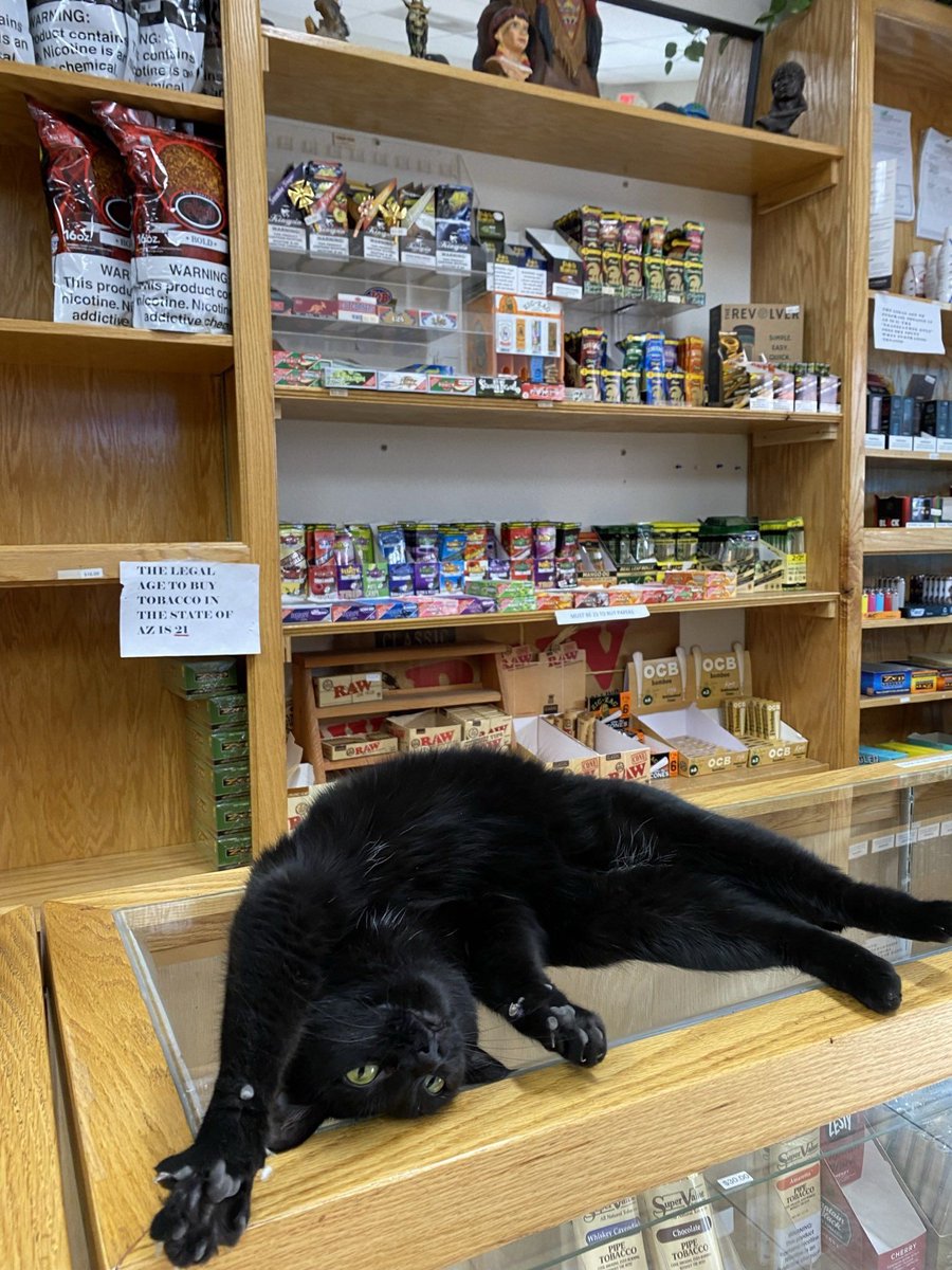 cats with jobs 🛠 (@catworkers) on Twitter photo 