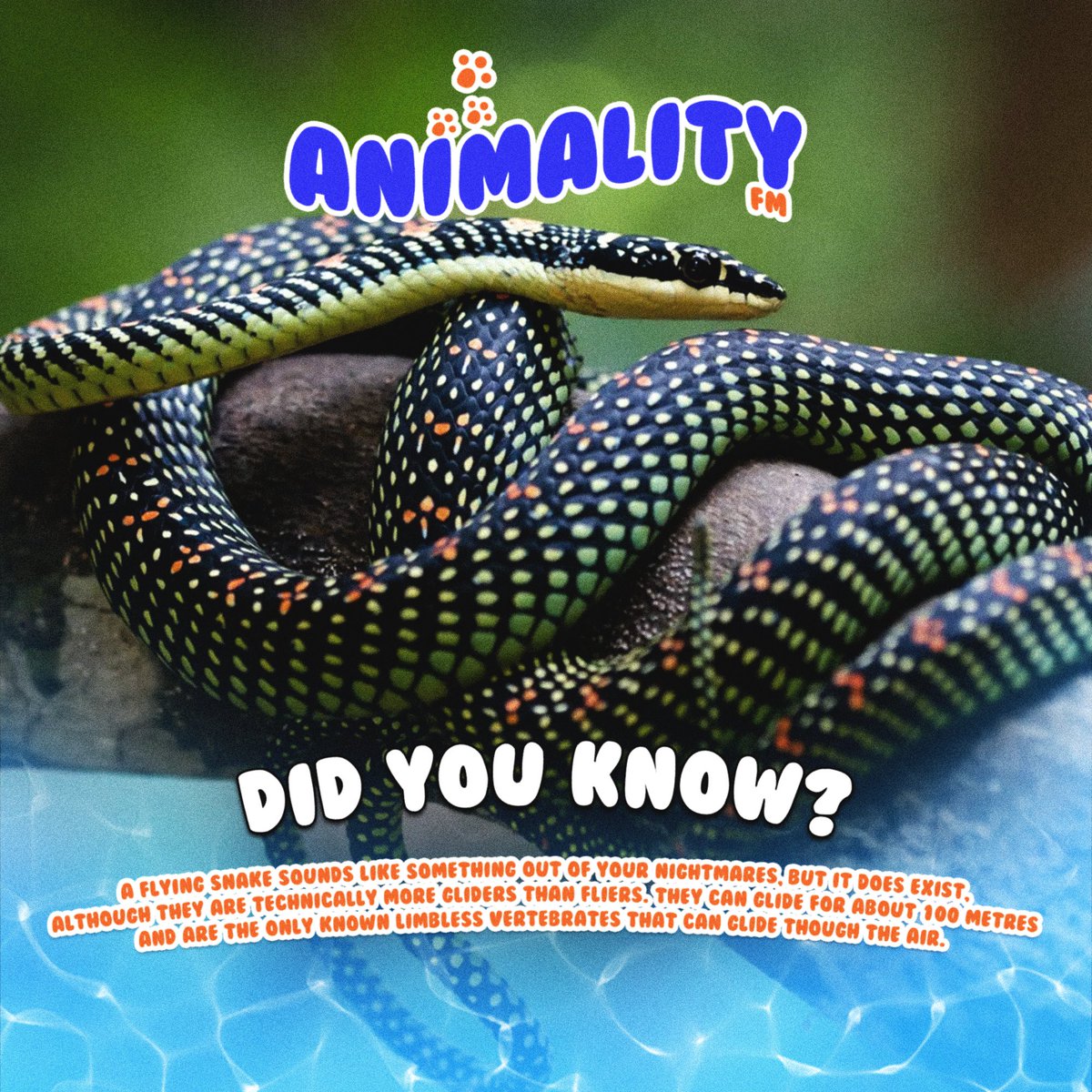 Did You Know ? 👀 #animalityfm