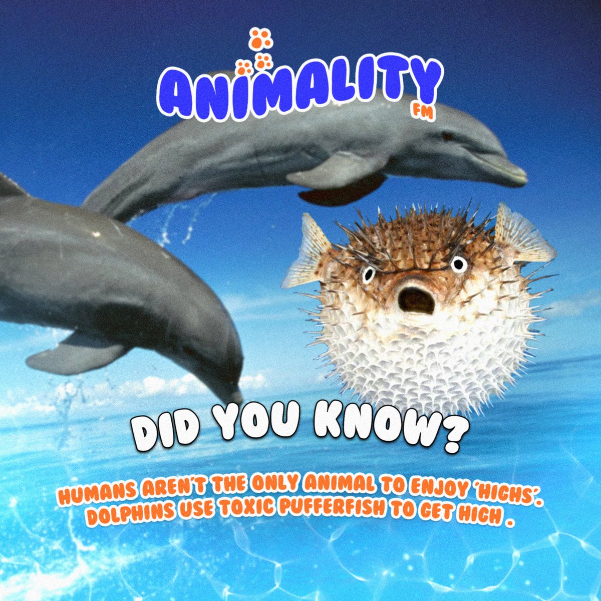 Did You Know ? 👀 #animalityfm