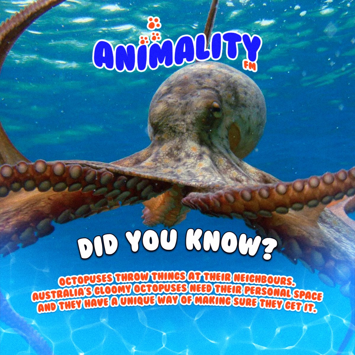Did You Know ? 👀 #animalityfm