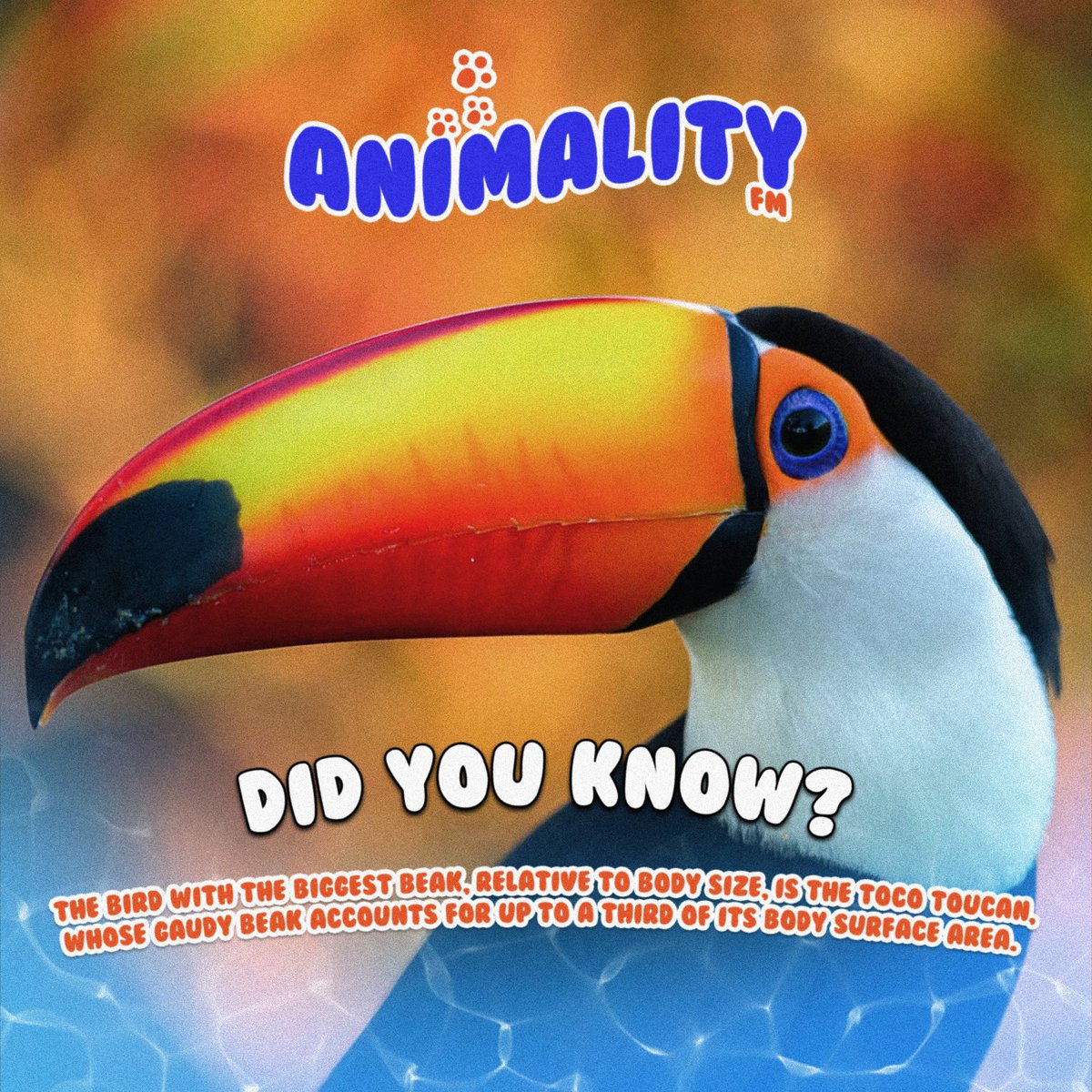 Did You Know ? 👀 #animalityfm
