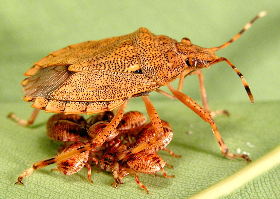 El cuidado de la descendencia es un fenómeno atípico en el mundo de los insectos. Pero aún lo es más el CUIDADO PATERNAL ♂️: apenas se conocen 100 especies, la mayoría hemípteros (o "chinches"), que lo practiquen. De todas ellas, el premio a padres del año se lo llevan...