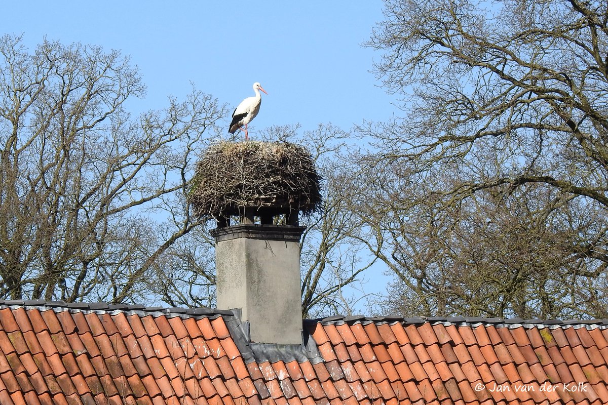 BekiekTwente's tweet photo. Ik kan er niet genoeg van krijgen.
Elk jaar keren de ooievaars terug op hun nest van Havezathe Het Everloo in #Volthe #Voalth #Rossum
#Dinkelland #Twente #BekiekTwente https://t.co/fWYRTtkaMM