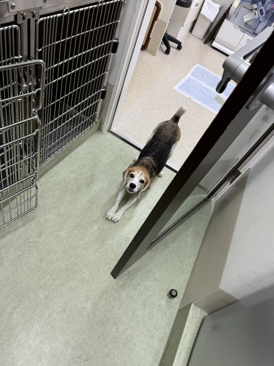 _Nina1018_'s tweet photo. そういえばこないだまでずっとおうちに帰ってましたがまた出勤してま〜す🐾 https://t.co/VBM5dcC8Jn