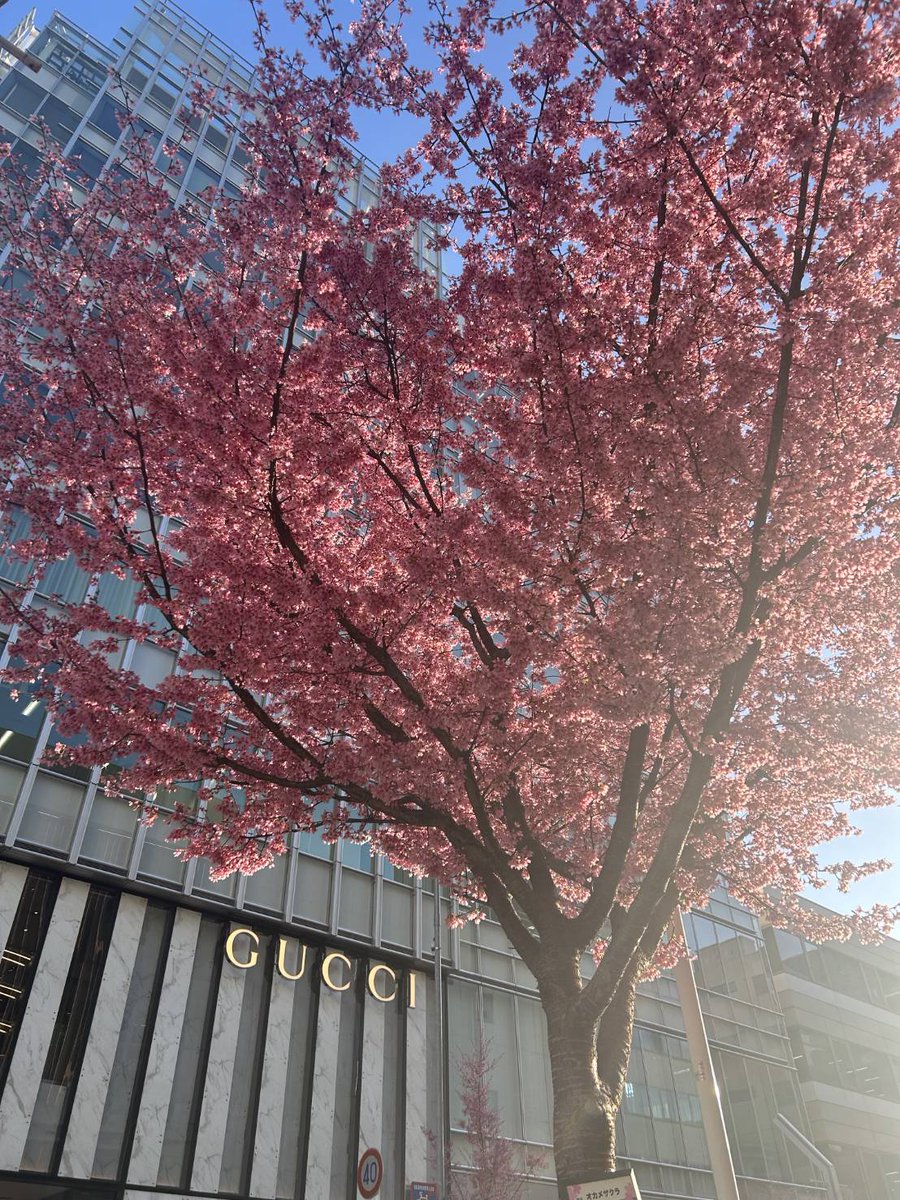 loki190loki's tweet image. 早咲きのサクラが夕日を浴びて綺麗に咲いてました✨