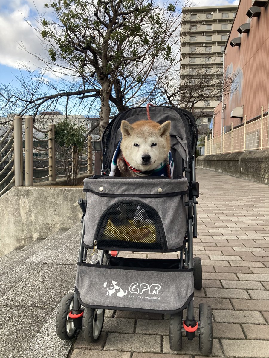 sibainuKuusan's tweet photo. 【ペットカート】2年半ほど使いました。
遠出する時、おねーちゃんのお迎えなどとても便利でした。説明書を探したのですが見当たらず…乗せる所は分離型ではありません。4枚目 このカートではありませんがサイズは同じです。ご希望の方がいらっしゃいましたらDMください🙇‍♀️
#助け愛
#ロウケンズ応援団 https://t.co/Ru9DBAuqWX