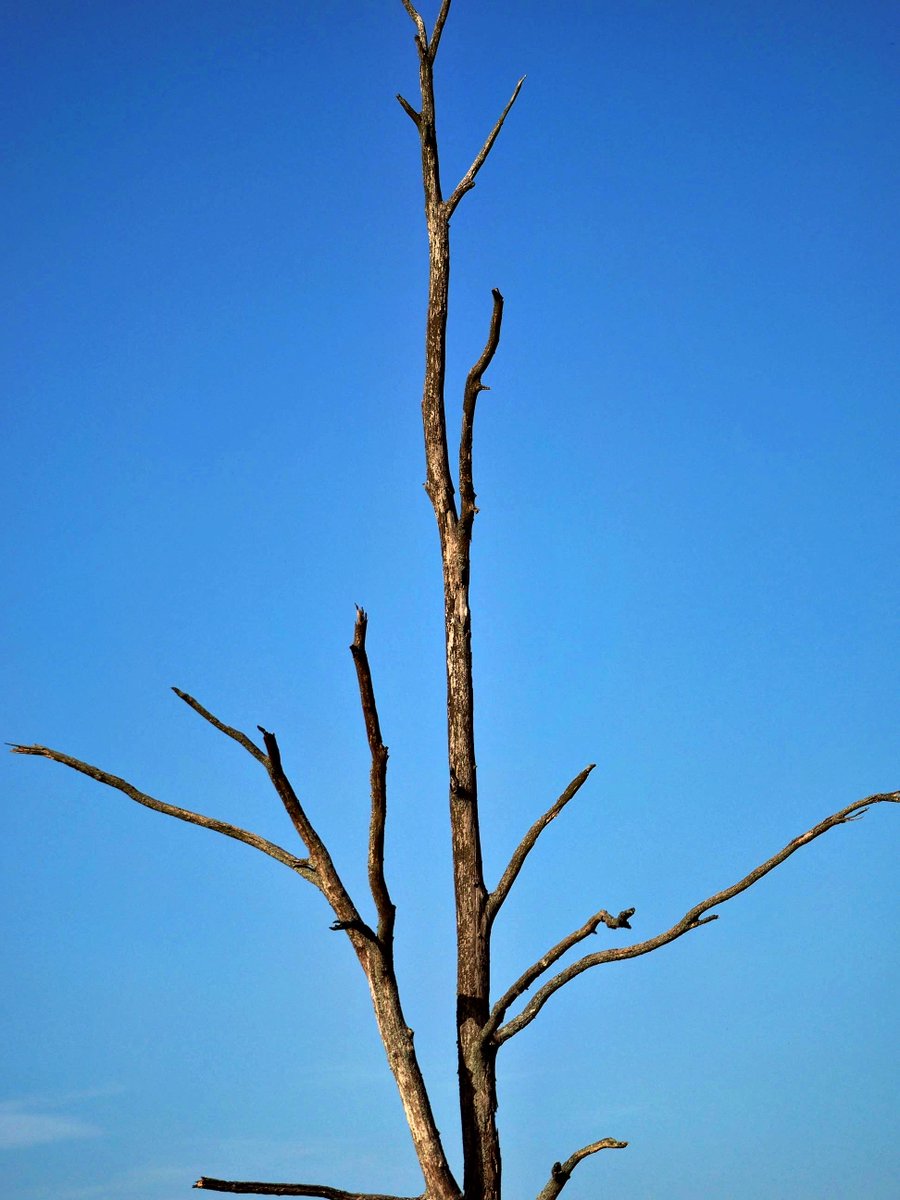 PEKHTography's tweet image. #tree #sky #nature #branches #blue #outdoors #wood #bare #clear #growth #silhouette #landscape