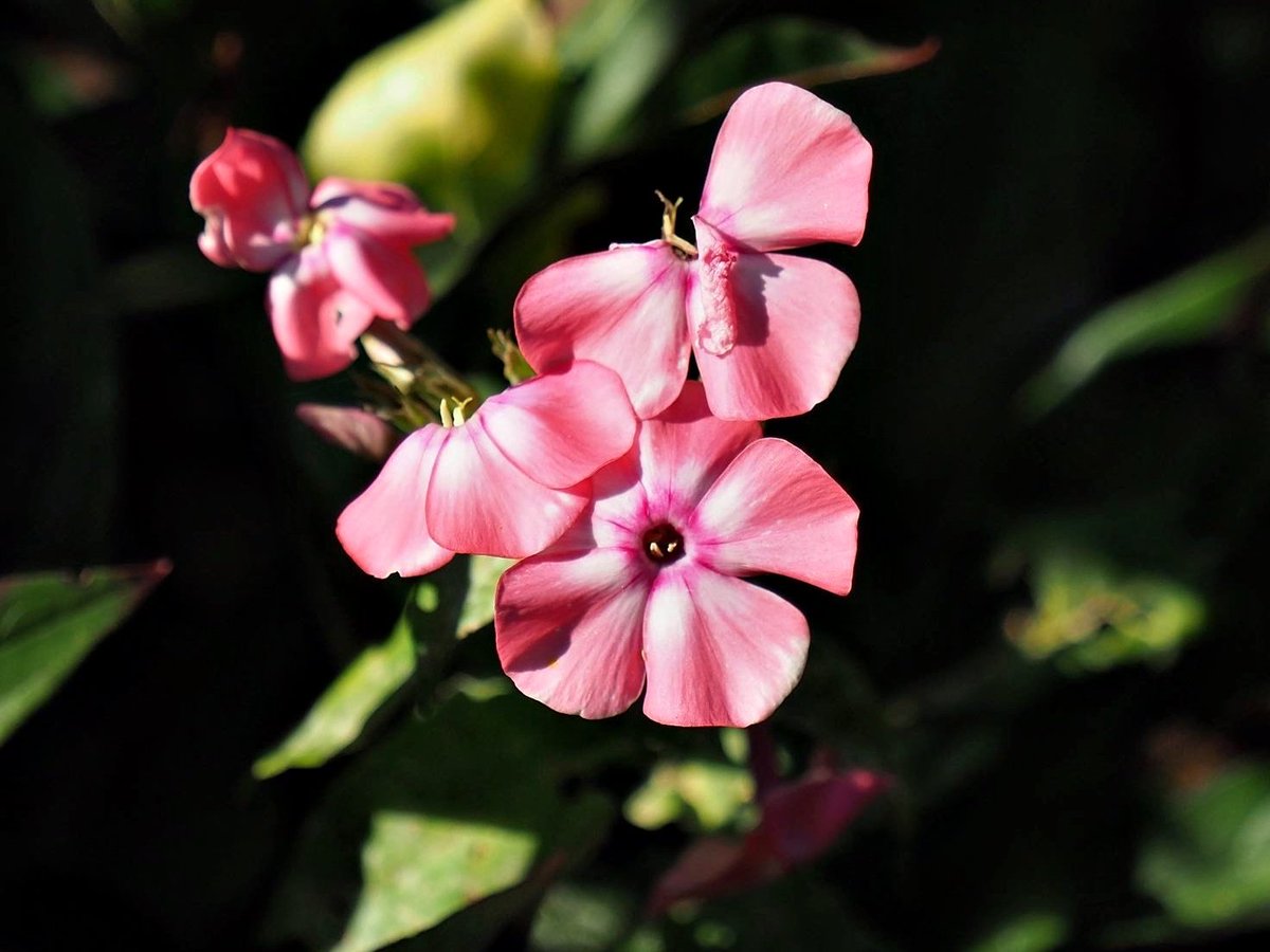 PEKHTography's tweet image. The garden was so full of Phlox blooms, it looked like a sea of pink petals stretching to the horizon 
#Phlox #Flowers #Blooms #Nature #Garden #Pink #Petals #Beauty #Summer #Blossom #Flora #Botanical