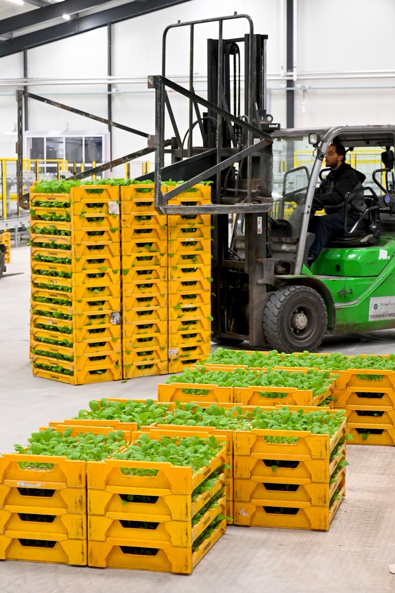Early morning start with our plant raising trays in the new modern greenhouse! Our plant raising trays are perfect for giving your plants the best start.

#plantgrowing #beekenkampverpakkingen #plants #vegetables #innovation