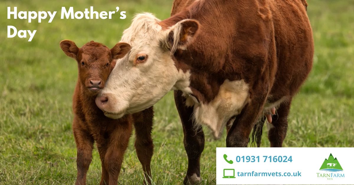 tarnfarmvets tweet media