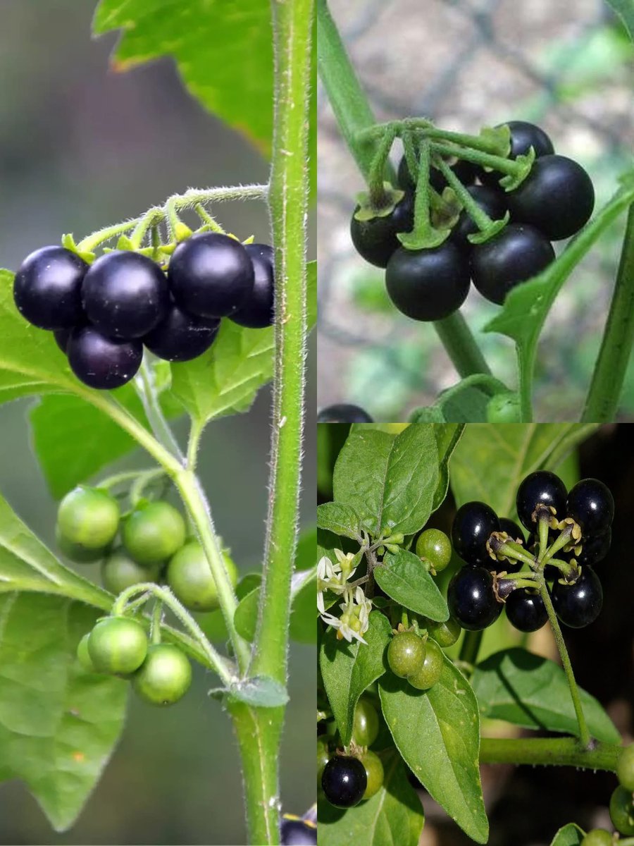 realdipakm's tweet image. क्या आप इसका नाम जानते हैं?
#QuizOfTheDay 
#answerme