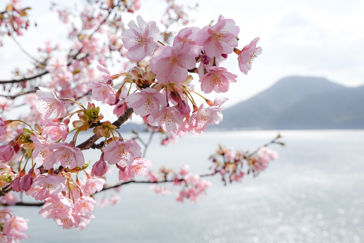 ononavi_eng's tweet photo. 'Sakura Diary Today'
Kawazu cherry blossoms are now fully blooming at Funa kakushi Park, which is  located south Innoshima
The park is crowded with flower-viewers, including TV broadcasts https://t.co/9aYP4fHqt5

#onomichi #innoshima  #hiroshima #travel #japan #ononavi #sakura https://t.co/CL8XGatSbb
