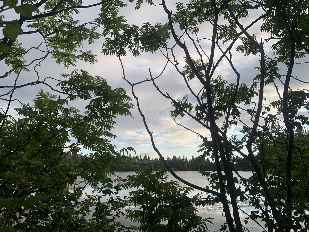 yourrarepearl's tweet photo. #Stanleypark #NaturePhotography https://t.co/QwzczWHZu2