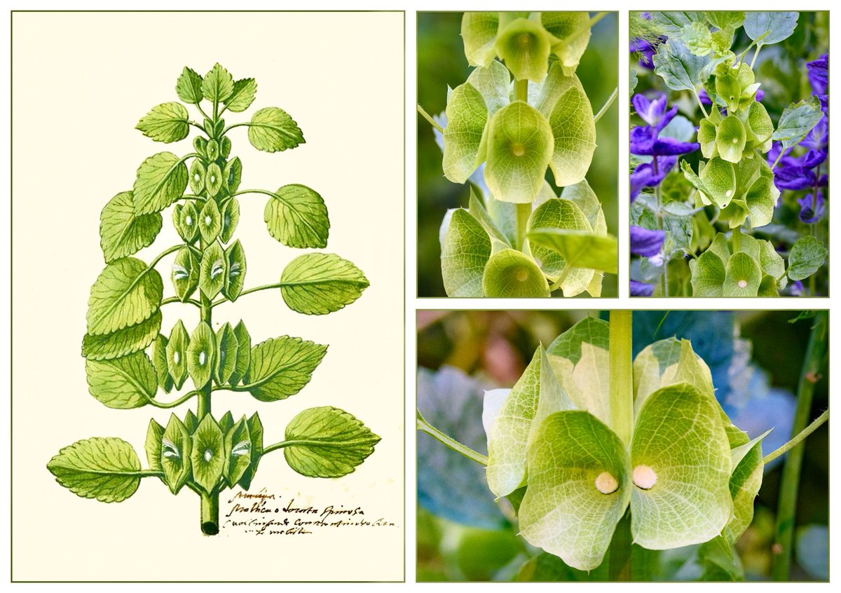 VenetiaJane's Garden tweet media