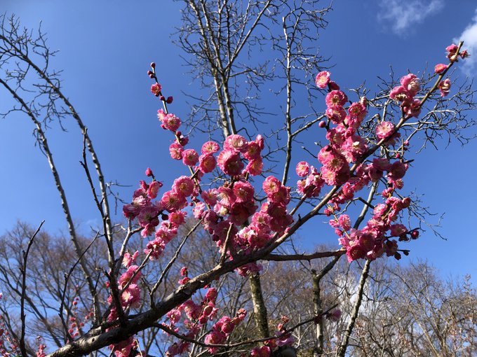 今日は山に登ったりして1万6千歩 まぁかなり階段登ったし実質2万でええやろ?🤤 