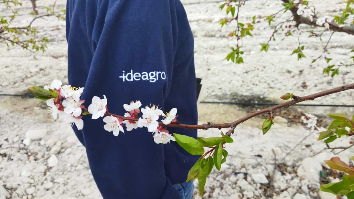 🌸 🌱 Una buena #floración depende de factores como el ambiente, las giberelinas o la nutrición.

Los mejores aliados para este periodo son los #bioestimulantes, capaces de superar el estrés, promover #fitohormonas y mejorar la #rentabilidad.

Leer más ➡️ ideagro.es/el-poder-de-lo…