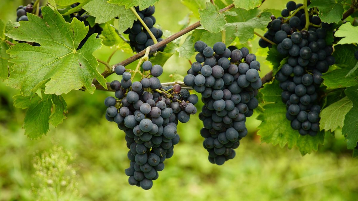 🌾🌱 La Región de #Murcia ya es líder en #agricultura #ecológica en España, produciendo el triple que la media nacional y superando las metas de la UE para 2030, con el 30% de los #cultivos ecológicos.

➡️ orm.es/noticias-2024/…