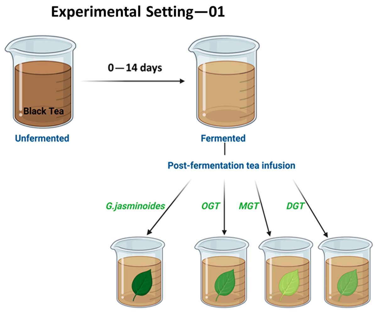 #BioChem  #NewArticle
🔬 Title: Evaluating the Health Implications of Kombucha Fermented with Gardenia jasminoides Teas: A Comprehensive Analysis of Antioxidant, Antimicrobial, and Cytotoxic Properties
✍ Authors: Gayathree Thenuwara et al.
🔗Link: brnw.ch/21wRqup