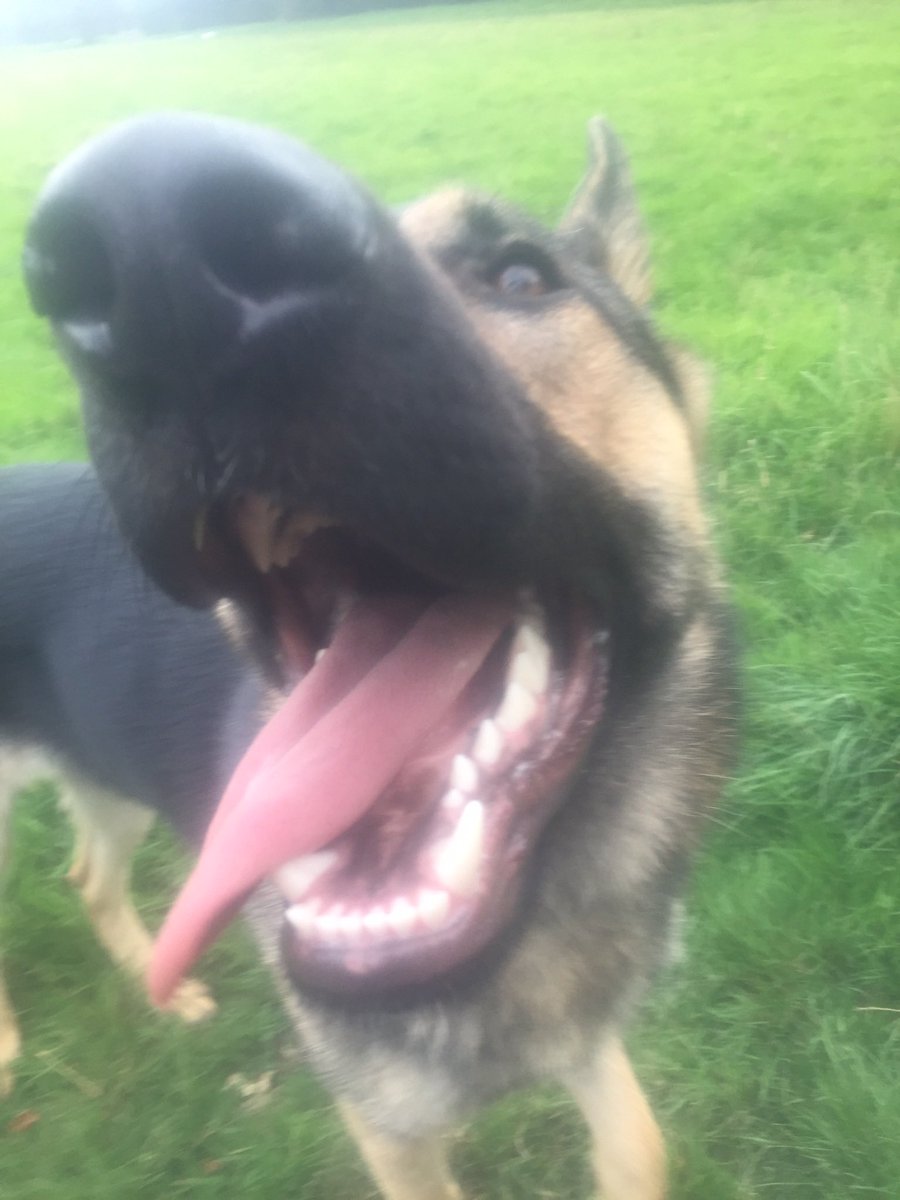 Vero4057's tweet photo. @WarksPoliceDogs This is sad news 😢 Rest easy Top Gun Kuga, beautiful boy xxx https://t.co/1erEscNZIr